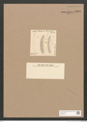 Diatomeae indet. Zeichnungen Sammlung Grunow Nr. 3318 (NHMW-BOT-W0370816)